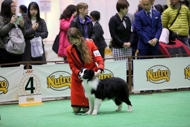 子犬を扱う女性と観客のグループが見える犬のショー会場.