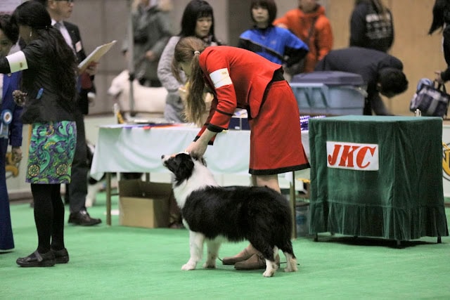 犬の審査中、女性がボーダーコリーを扱う様子.