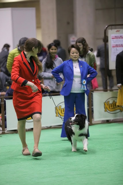 犬のハンドリングと審査の様子を示す画像.