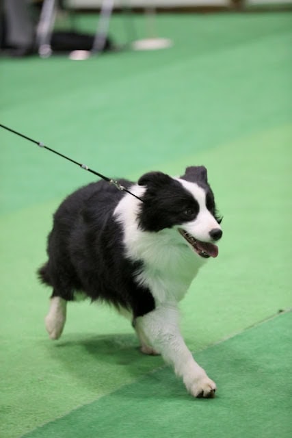 パピーのコーギーがドッグショーで歩いている.