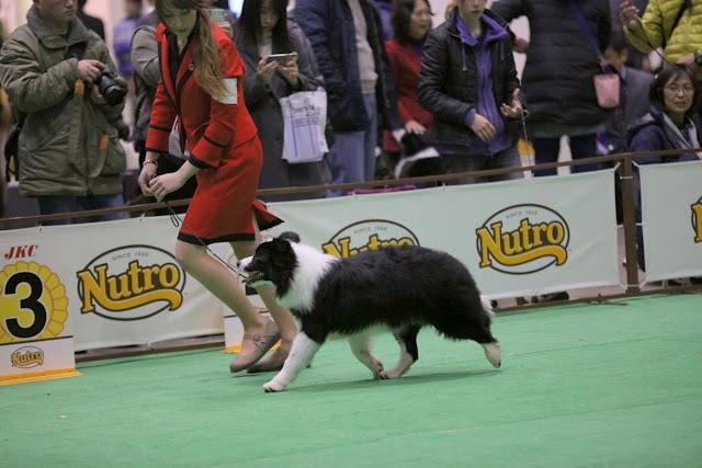 犬のパフォーマンスと審査の様子.