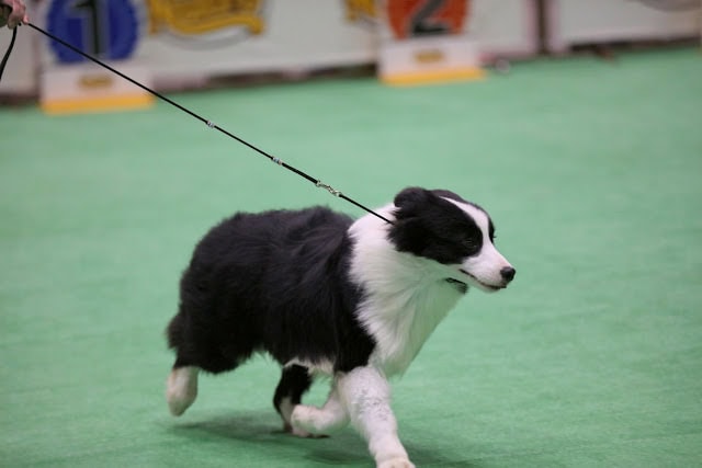 フェンシングドッグの子犬がドッグショーで歩く様子.