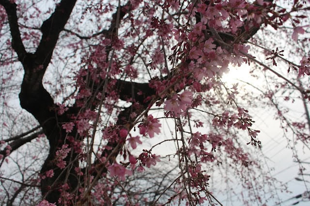 桜の花と枝のアップ写真.