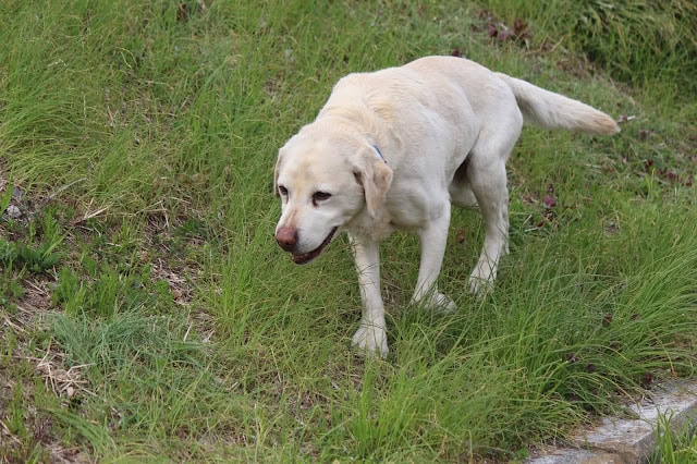 犬が緑の草原を散歩している様子.
