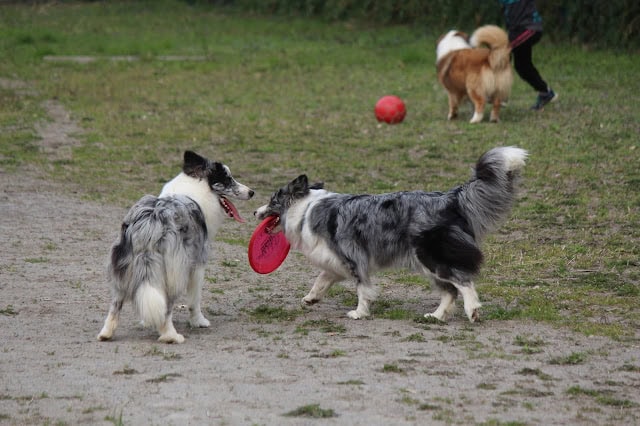 犬たちが公園で遊びながらボールを追いかけている様子.