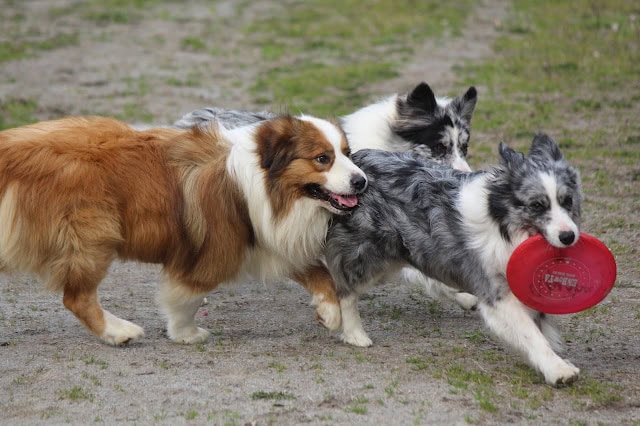 犬たちがおもちゃを持って遊んでいる様子.