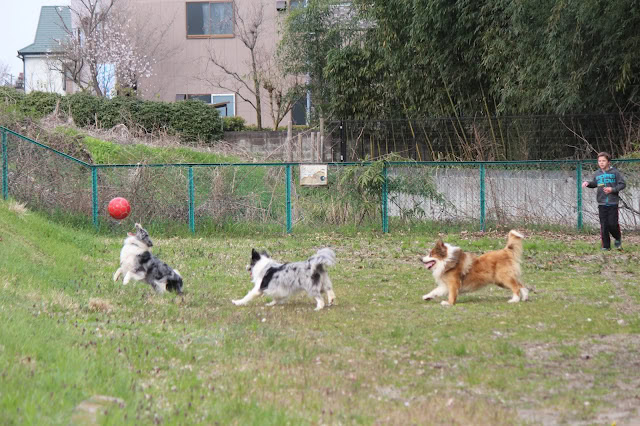 犬と子供が遊ぶ公園の風景、桜の木は見えません.