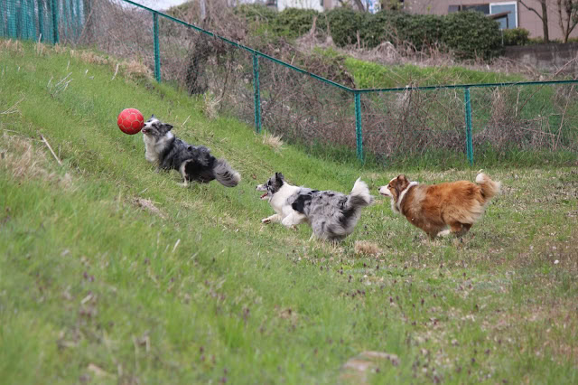 犬たちが公園の芝生でボールを追いかけて遊んでいます。.