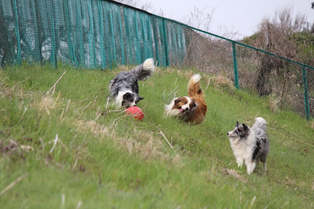 公園で遊ぶ3匹の犬と緑の芝生.