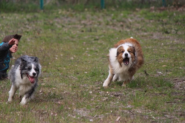 お花見を楽しむ犬たちと飼い主の写真です。.