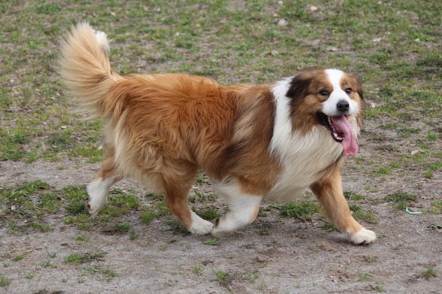 犬が楽しそうに走っています。.