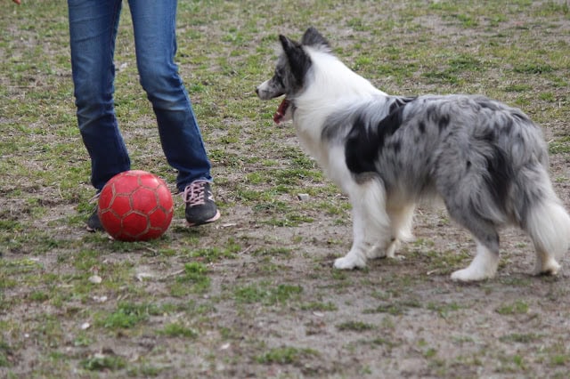 サッカーボールと遊ぶ犬の写真です。.