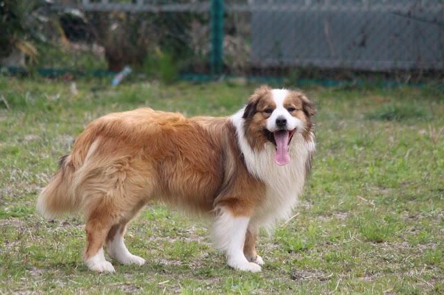 犬が笑顔で草原を歩いている様子.