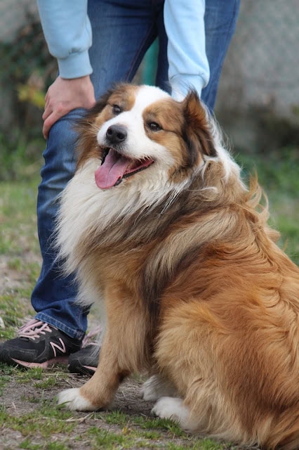 犬と飼い主が花見を楽しむ様子.