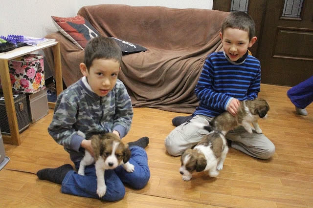 子供たちと子犬のかわいい交流シーン.