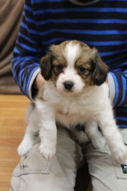 子犬のアップ写真、子供の膝の上に座る愛らしい子犬。.