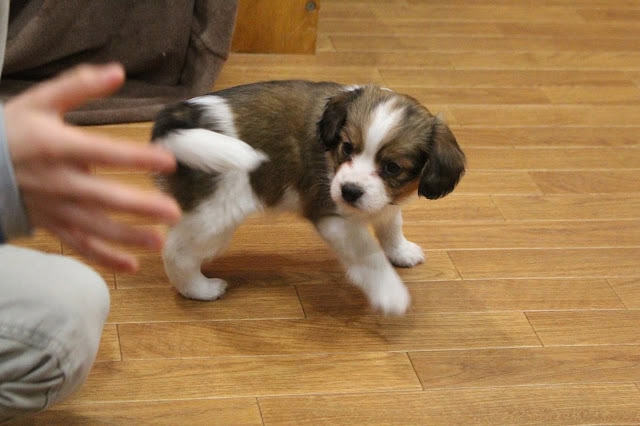 子犬が木製の床の上で遊んでいる様子.