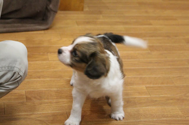 子供と遊ぶかわいい子犬の写真.