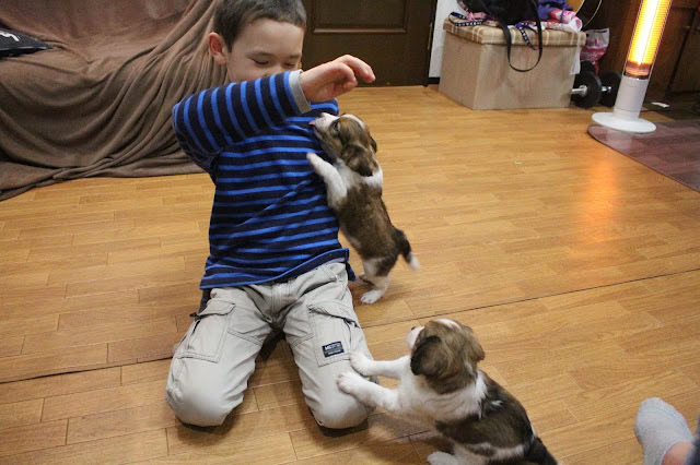 子供と子犬が室内で遊んでいる様子。.