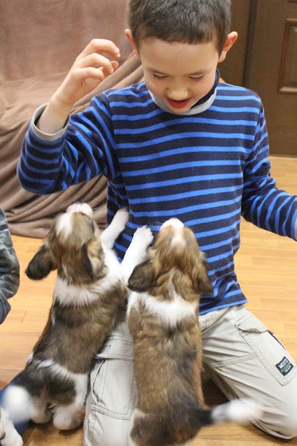 子供と子犬が遊んでいる楽しい瞬間.