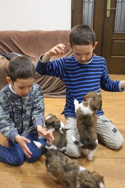 子供たちが子犬と遊びながら楽しんでいる様子.