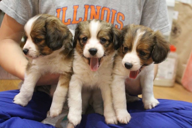 子犬3匹のアップ写真、子供と一緒に遊んでいる様子.