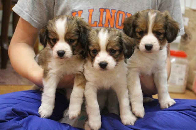 子犬のアップ写真、子供と一緒に座る子犬たち.