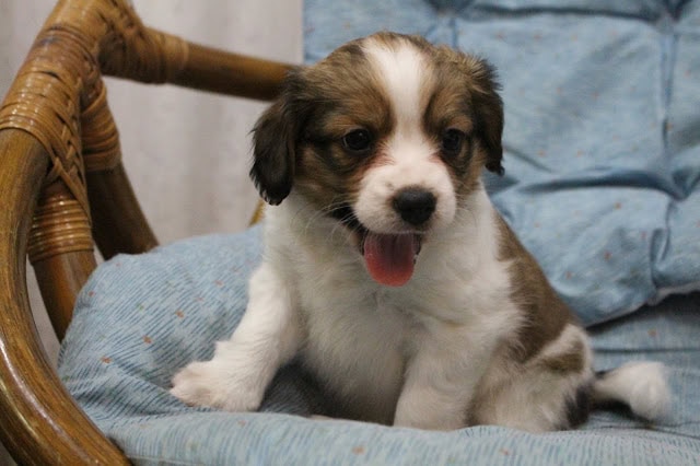 子犬が座っている可愛らしい姿を捉えた画像です。.