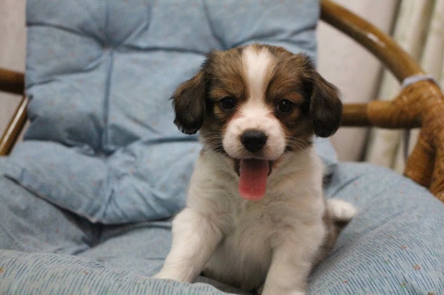 かわいい子犬がソファに座っている写真.