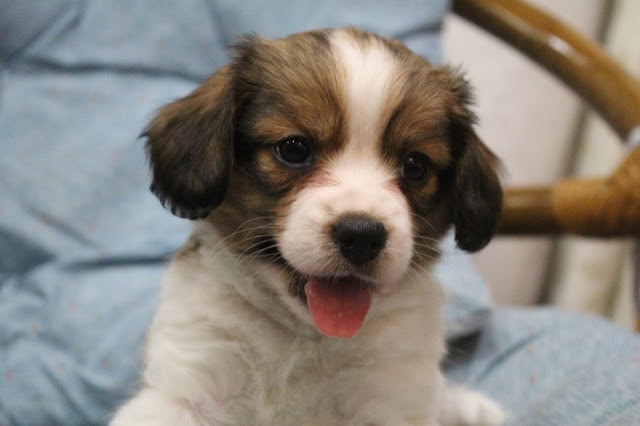 子犬のアップ写真、笑顔で舌を出している姿.