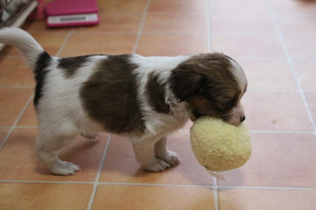 子犬がぬいぐるみのボールをくわえている様子.