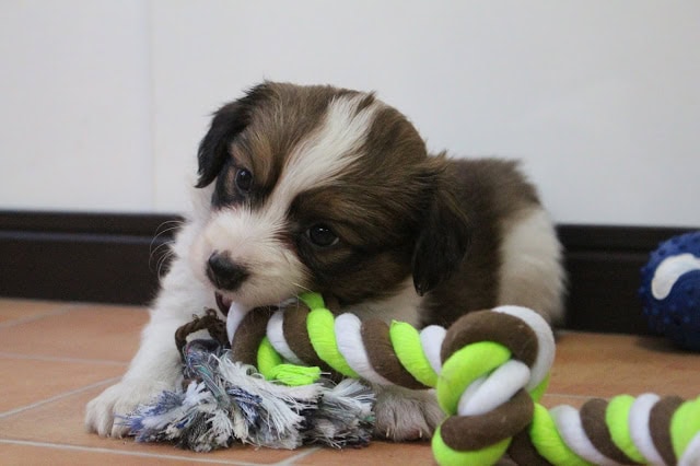 子犬が遊びながらおもちゃを咥えている写真.