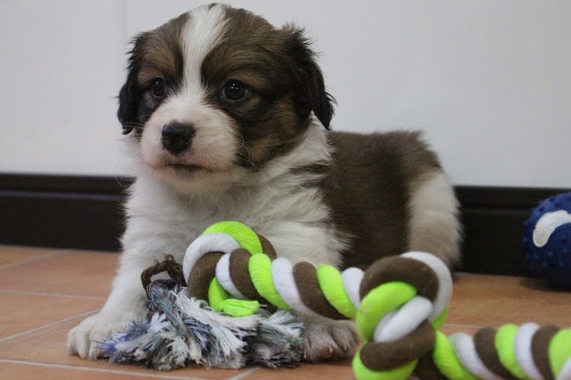 子犬のかわいい表情と遊び道具のロープのおもちゃ.