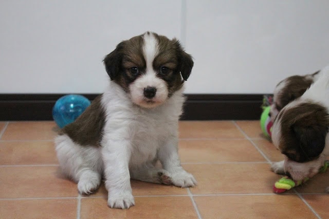 子犬のアップ写真、白と茶色のかわいい子犬が床に座っています。.