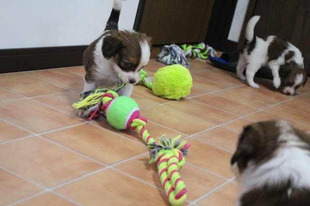 生後5週間の子犬たちが遊んでいる様子.