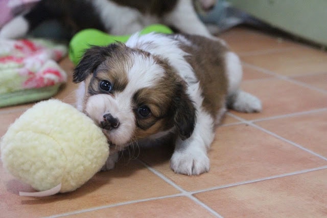 子犬がぬいぐるみを咥えて遊んでいる様子.