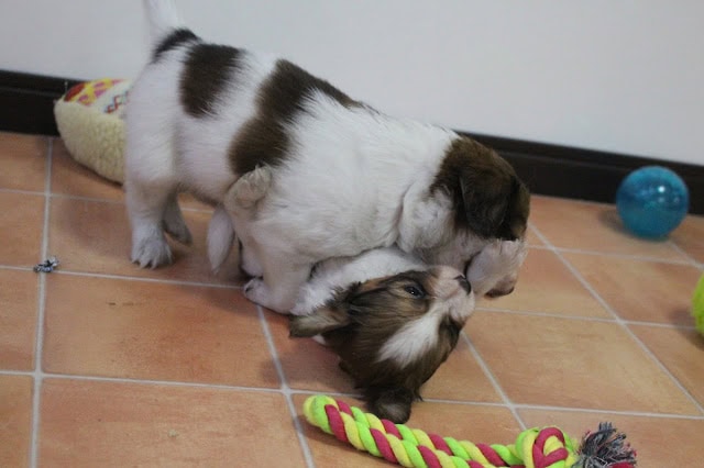 子犬と母犬の愛らしい交流シーン.