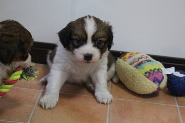 子犬のかわいい表情と遊び道具の近くの写真.