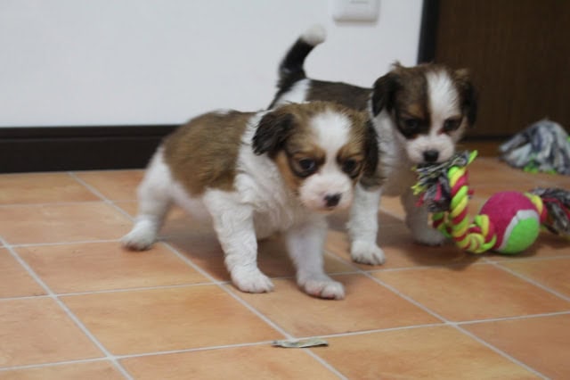 子犬たちが遊びながら成長中の様子です。.