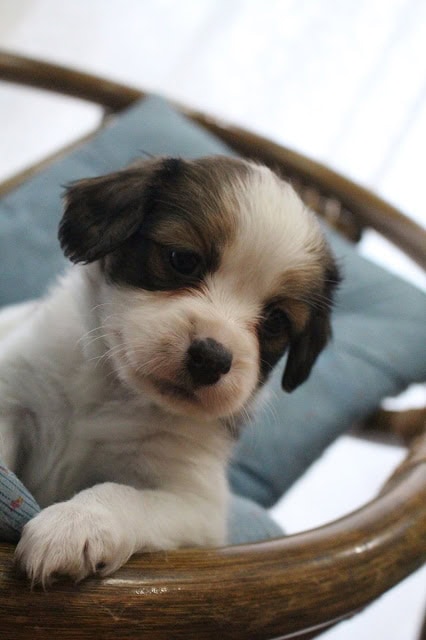 子犬のアップ写真、木製のベッドに座る小さな子犬の顔.