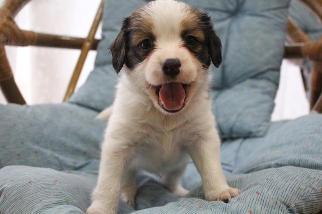 子犬のアップ写真、笑顔で元気いっぱいのカイリーっ子です。.