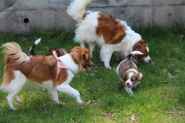 メルちゃんとタミーっ子たちが草の上で遊んでいる様子.