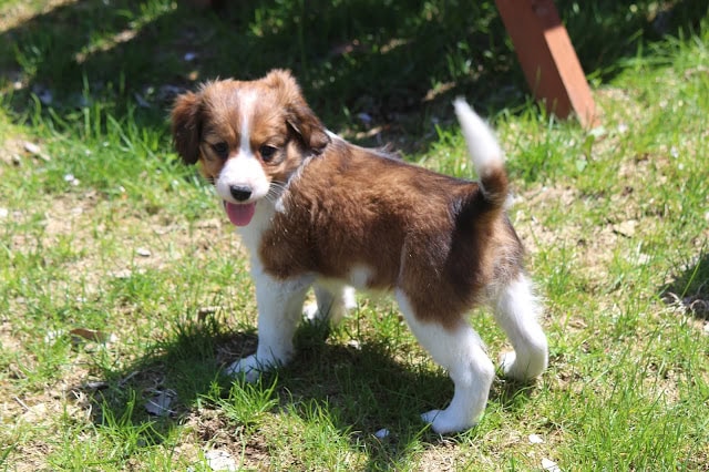 子犬が緑の芝生の上で遊んでいる様子.