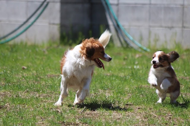 メルちゃんとタミーっ子が庭で遊んでいる様子.