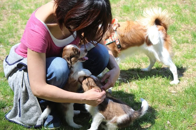 メルちゃんと子犬たちが芝生の上で遊んでいる様子.