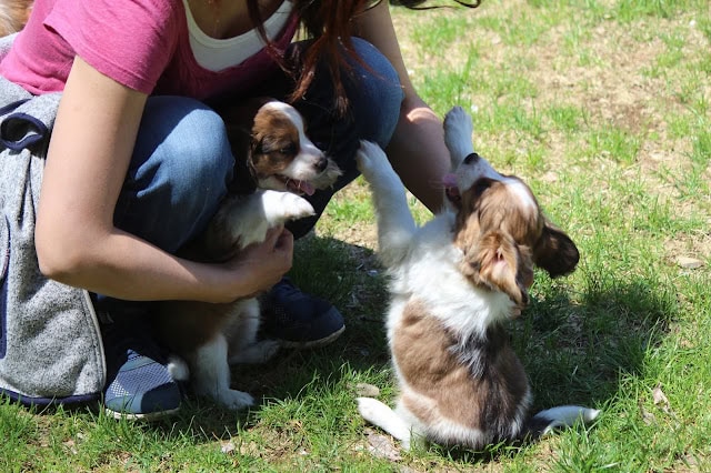 子犬と飼い主のふれあいシーンを撮影した写真です。.