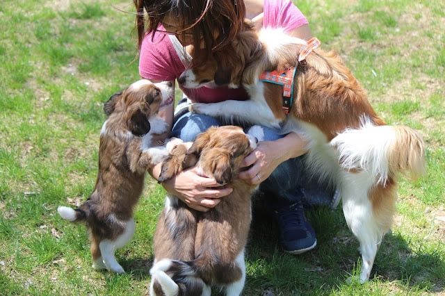 子犬と遊ぶメルちゃんと飼い主の様子.