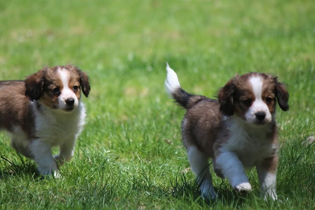 草原で遊ぶ二匹の子犬、元気いっぱいの表情.