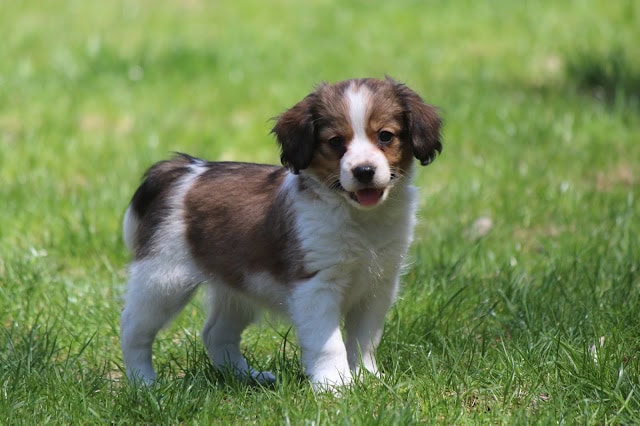 子犬が緑の芝生の上で遊んでいる様子.