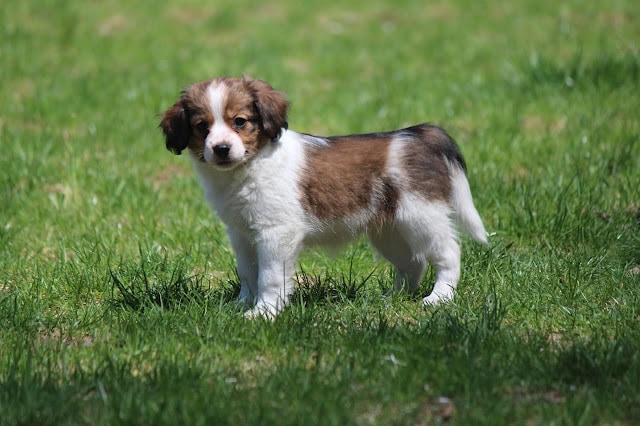 かわいい子犬が緑の草原で遊んでいる写真です。.